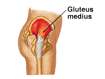Gluteus-Medius - The Muscle Medics